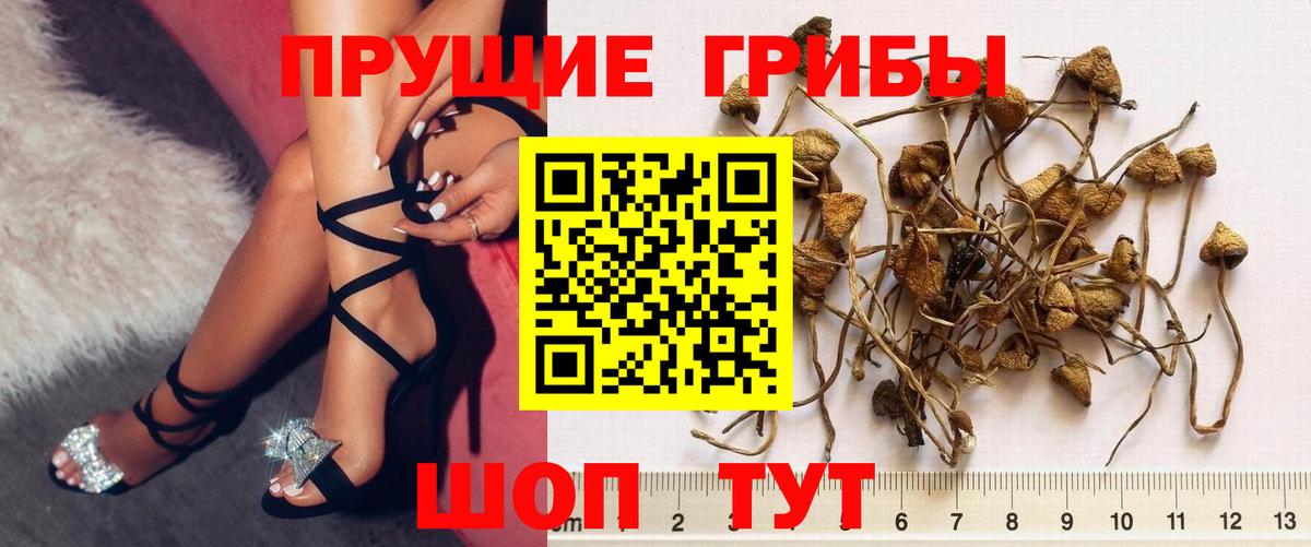 Сафоново  Псилоцибиновые грибы GOLDEN TEACHER  Вход с VPN  Псилоцибиновые грибы мухоморы 